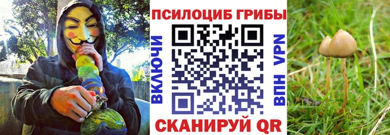 Купить где  Терек  Псилоцибиновые грибы Cubensis 
